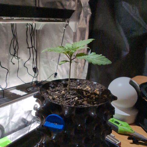 Runtz Muffin 1 growlog timeline photo