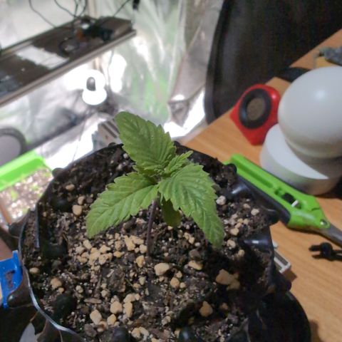Runtz Muffin 2 growlog timeline photo