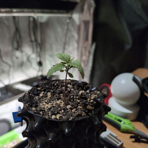 Runtz Muffin 2 growlog timeline photo