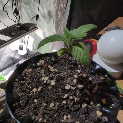 Runtz Muffin 3 growlog timeline photo