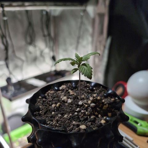 Runtz Muffin 3 growlog timeline photo