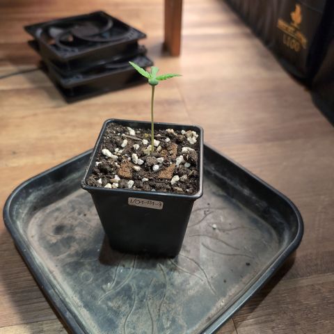 I/01-F1 growlog timeline photo