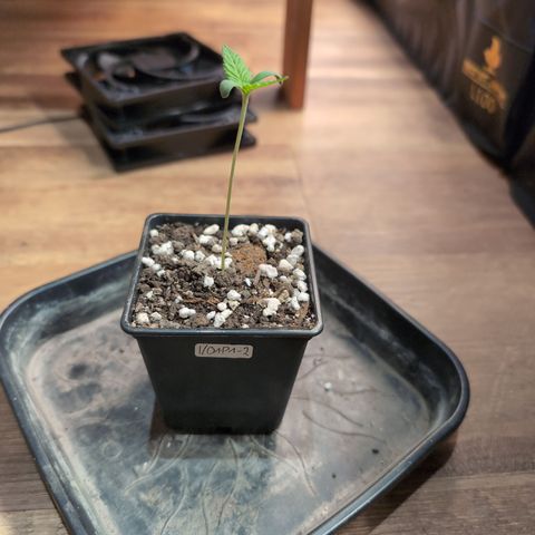 I/01-F1 growlog timeline photo