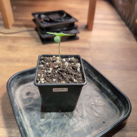 I/01-F1 growlog timeline photo