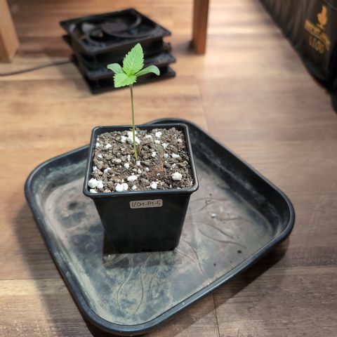 I/01-F1 growlog timeline photo
