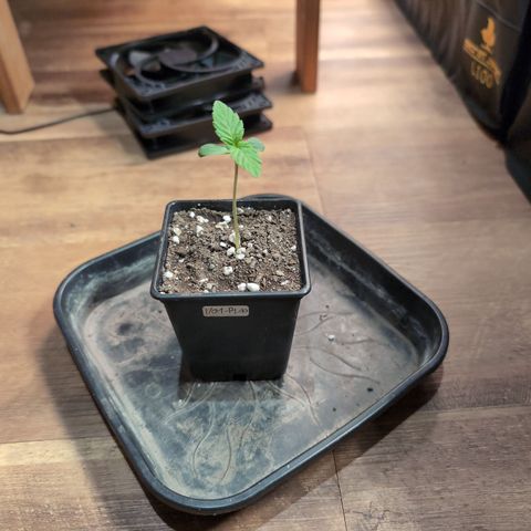 I/01-F1 growlog timeline photo