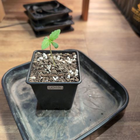 I/01-F1 growlog timeline photo