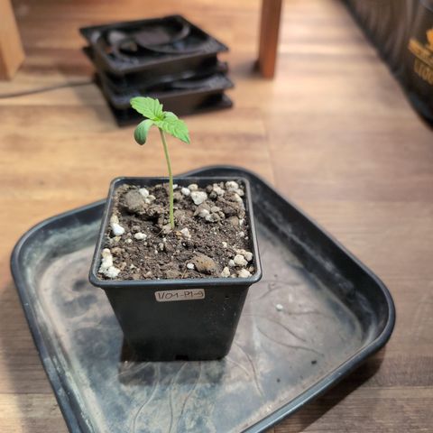 I/01-F1 growlog timeline photo