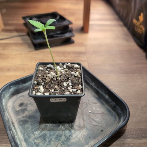I/01-F1 growlog timeline photo