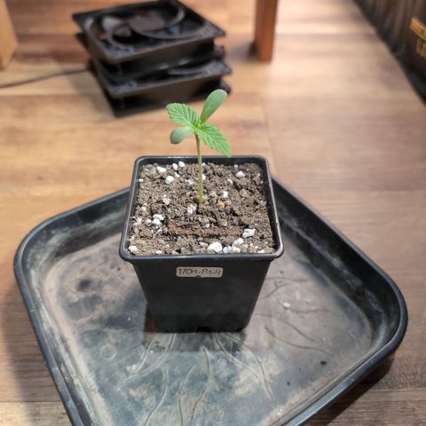 I/01-F1 growlog timeline photo