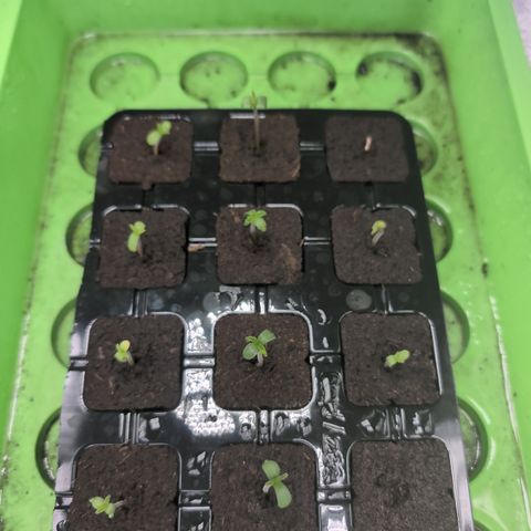 H/01-P1 growlog timeline photo