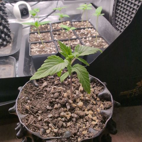 Runtz Muffin 2 growlog timeline photo