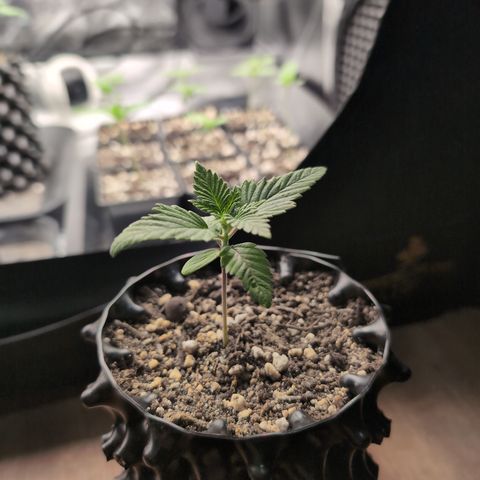 Runtz Muffin 3 growlog timeline photo
