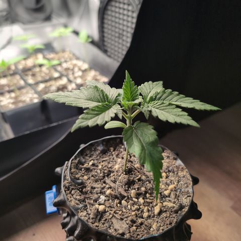 Runtz Muffin 1 growlog timeline photo