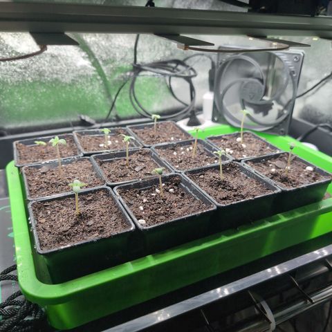 H/01-P1 growlog timeline photo
