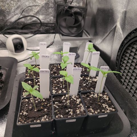 I/01-F1 growlog timeline photo