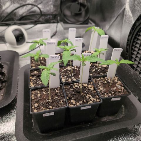I/01-F1 growlog timeline photo