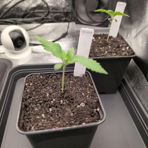 I/01-F1 growlog timeline photo