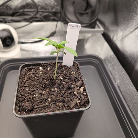 I/01-F1 growlog timeline photo
