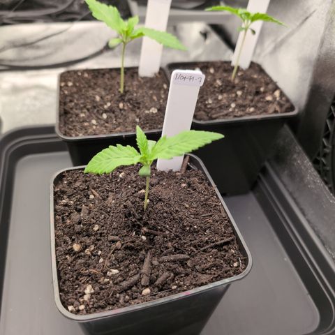 I/01-F1 growlog timeline photo