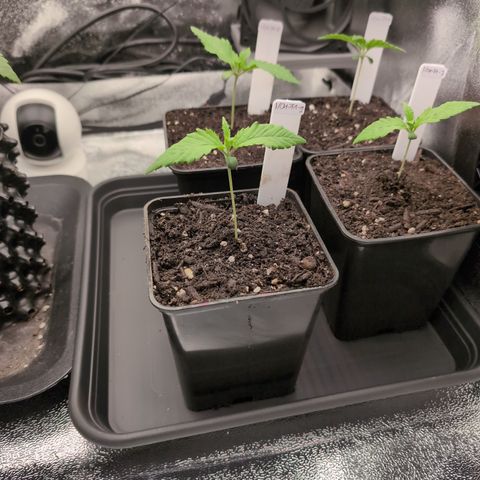 I/01-F1 growlog timeline photo