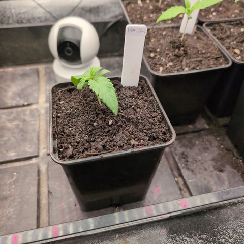 I/01-F1 growlog timeline photo