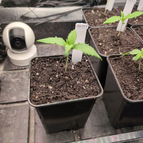 I/01-F1 growlog timeline photo
