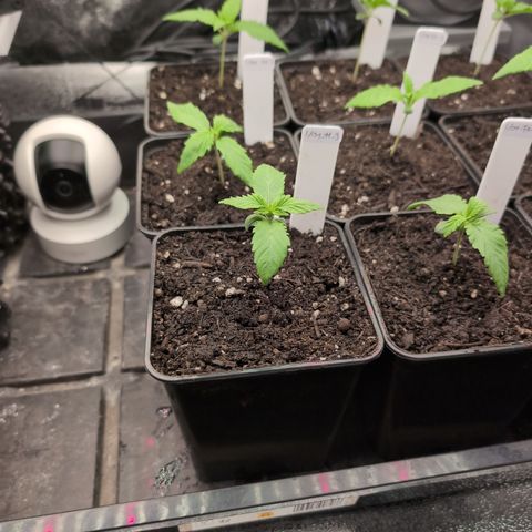 I/01-F1 growlog timeline photo