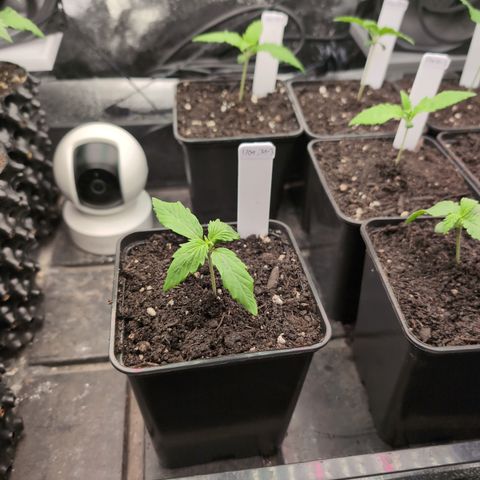 I/01-F1 growlog timeline photo