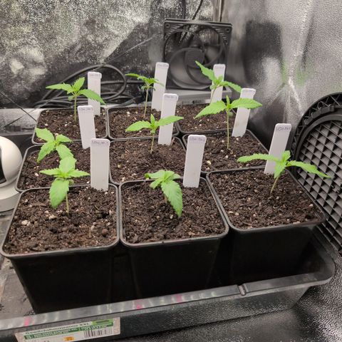 I/01-F1 growlog timeline photo