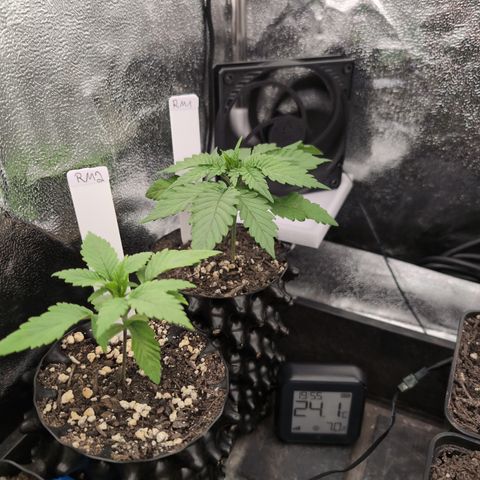 Runtz Muffin 1 growlog timeline photo