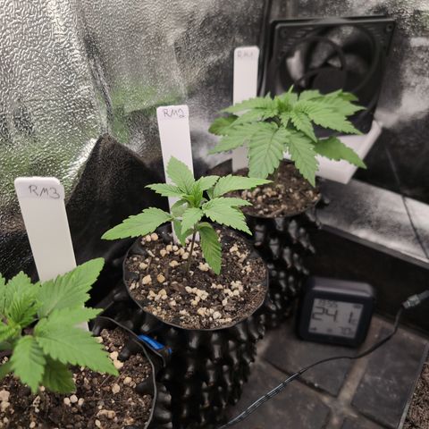 Runtz Muffin 2 growlog timeline photo
