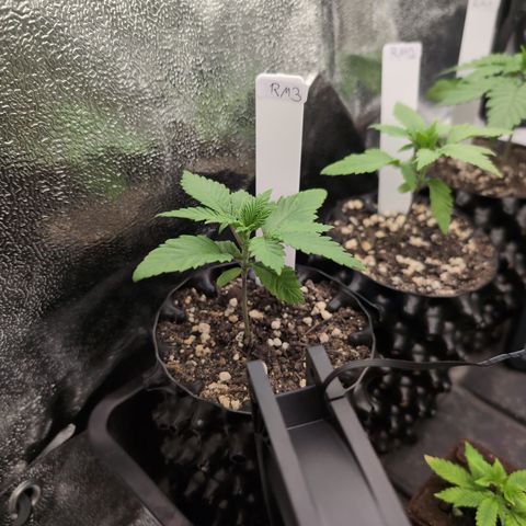 Runtz Muffin 3 growlog timeline photo