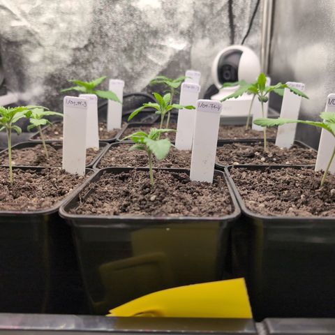 I/01-F1 growlog timeline photo