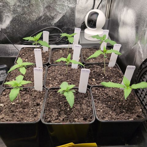 I/01-F1 growlog timeline photo
