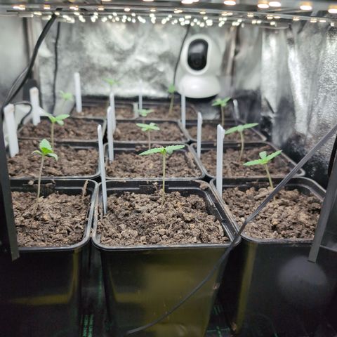 H/01-P1 growlog timeline photo