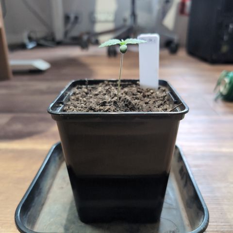 H/01-P1 growlog timeline photo