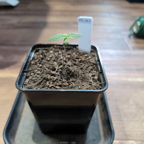 H/01-P1 growlog timeline photo