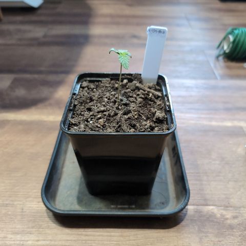 H/01-P1 growlog timeline photo