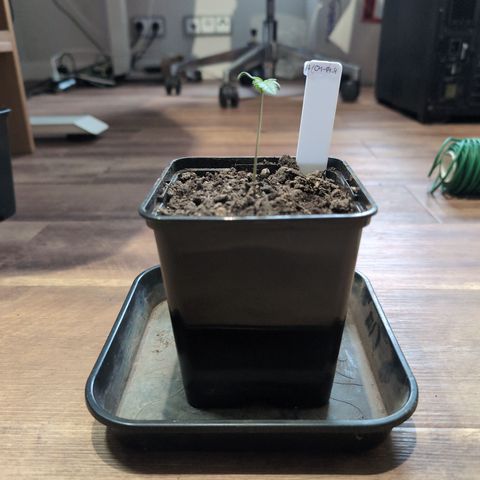 H/01-P1 growlog timeline photo
