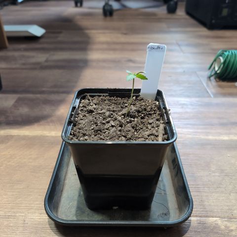 H/01-P1 growlog timeline photo
