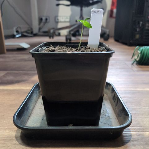 H/01-P1 growlog timeline photo