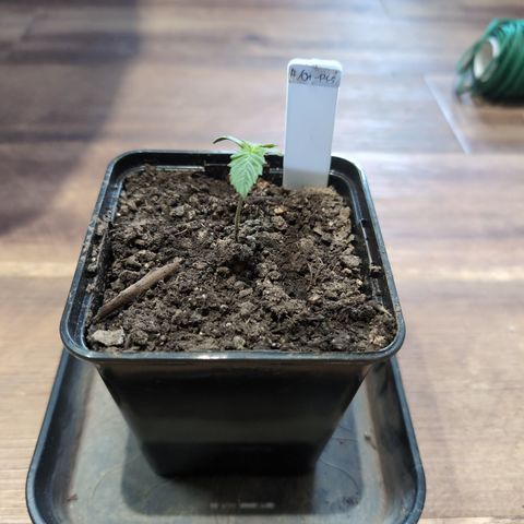 H/01-P1 growlog timeline photo