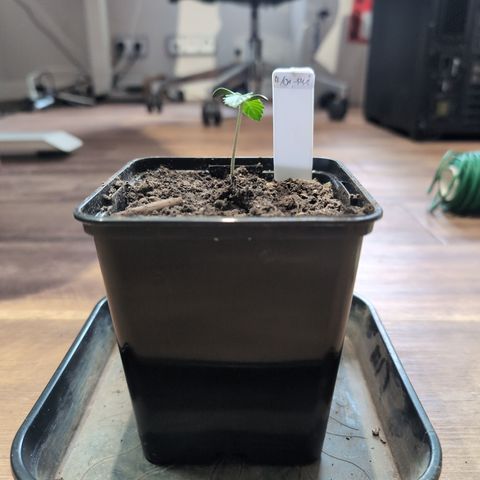H/01-P1 growlog timeline photo