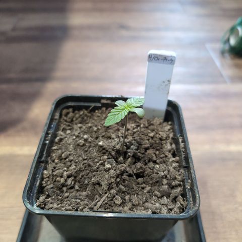 H/01-P1 growlog timeline photo