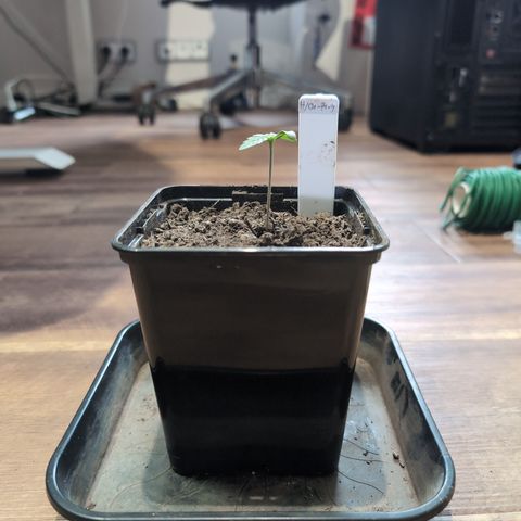 H/01-P1 growlog timeline photo
