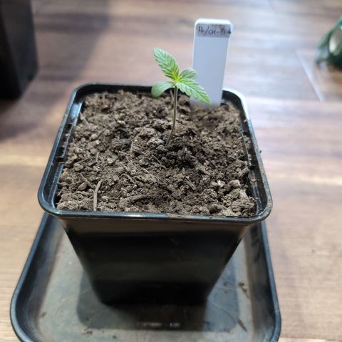 H/01-P1 growlog timeline photo