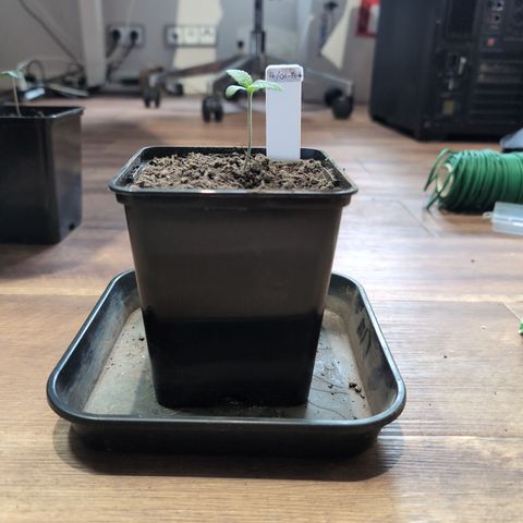 H/01-P1 growlog timeline photo