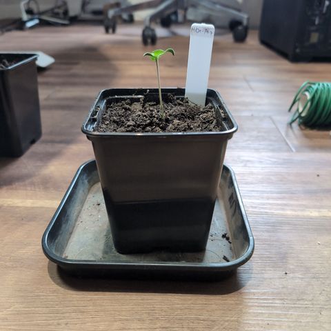 H/01-P1 growlog timeline photo