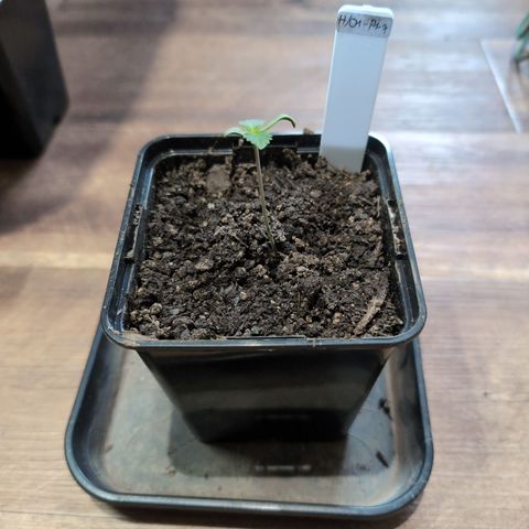 H/01-P1 growlog timeline photo